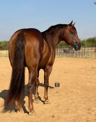 This Is Hya Rollz, 6 Year Old Sorrel Quarter Horse Stallion for Sale in Cottonwood, CA, photo 5 of 5
