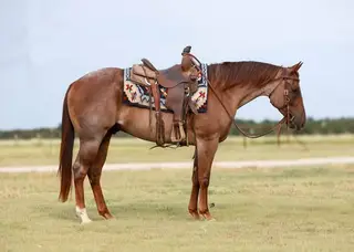 Kings Lil Hancock (Jack), 3 Year Old Red Roan Quarter Horse Gelding for Sale in Troy, TX