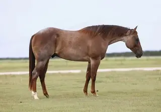 Kings Lil Hancock (Jack), 3 Year Old Red Roan Quarter Horse Gelding for Sale in Troy, TX, photo 2 of 3