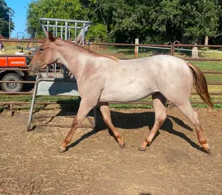 One Klassy Cat, 1 Year Old Red Roan Quarter Horse Colt for Sale in Twin Valley, MN
