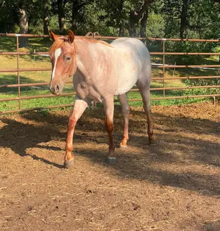 One Klassy Cat, 1 Year Old Red Roan Quarter Horse Colt for Sale in Twin Valley, MN, photo 2 of 5