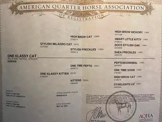 One Klassy Cat, 1 Year Old Red Roan Quarter Horse Colt for Sale in Twin Valley, MN, photo 3 of 5