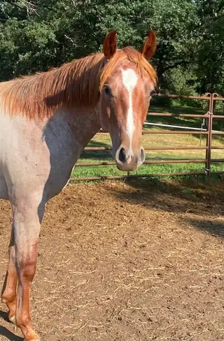 One Klassy Cat, 1 Year Old Red Roan Quarter Horse Colt for Sale in Twin Valley, MN, photo 4 of 5