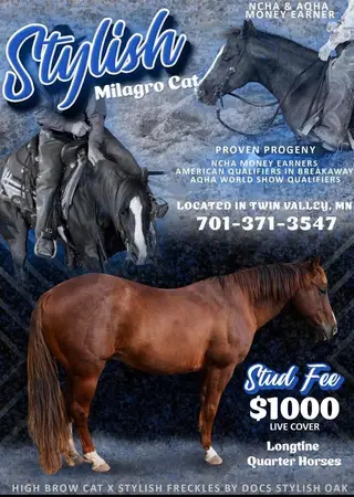 One Klassy Cat, 1 Year Old Red Roan Quarter Horse Colt for Sale in Twin Valley, MN, photo 5 of 5