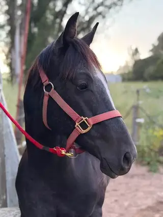 MKT Slick Judgement, 1 Year Old Grey Quarter Horse Stallion for Sale in Petaluma, CA, photo 2 of 2