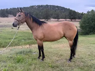 Bar Dot 282 (May), 5 Year Old Buckskin Quarter Horse Mare for Sale in Hamilton, OR