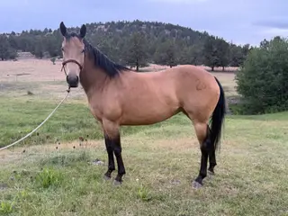 Bar Dot 282 (May), 5 Year Old Buckskin Quarter Horse Mare for Sale in Hamilton, OR, photo 2 of 5