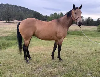 Bar Dot 282 (May), 5 Year Old Buckskin Quarter Horse Mare for Sale in Hamilton, OR, photo 3 of 5