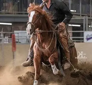 Surelys Rebel, 7 Year Old Sorrel Quarter Horse Gelding for Sale