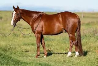 Surelys Rebel, 7 Year Old Sorrel Quarter Horse Gelding for Sale in Okotoks, AB, photo 2 of 6