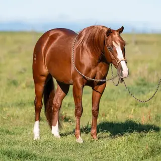 Surelys Rebel, 7 Year Old Sorrel Quarter Horse Gelding for Sale in Okotoks, AB, photo 3 of 6