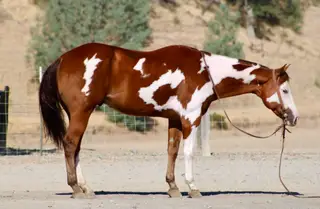 R Image Of Mr, 5 Year Old Bay Quarter Horse Gelding for Sale in Paicines, CA