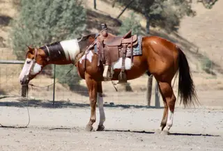 R Image Of Mr, 5 Year Old Bay Quarter Horse Gelding for Sale in Paicines, CA, photo 2 of 4