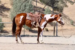 R Image Of Mr, 5 Year Old Bay Quarter Horse Gelding for Sale in Paicines, CA, photo 3 of 4