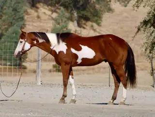 R Image Of Mr, 5 Year Old Bay Quarter Horse Gelding for Sale in Paicines, CA, photo 4 of 4