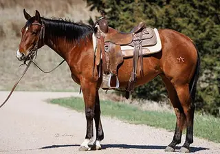 APH Fire N Oak