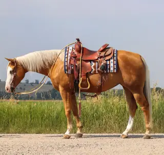 WR Whiz N Chex (Cali), 5 Year Old Palomino Quarter Horse Mare for Sale in Gallatin Gateway, MT