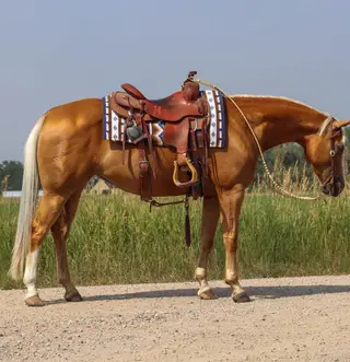 WR Whiz N Chex (Cali), 5 Year Old Palomino Quarter Horse Mare for Sale in Gallatin Gateway, MT, photo 2 of 4