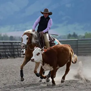 WR Whiz N Chex (Cali), 5 Year Old Palomino Quarter Horse Mare for Sale in Gallatin Gateway, MT, photo 3 of 4