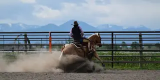WR Whiz N Chex (Cali), 5 Year Old Palomino Quarter Horse Mare for Sale in Gallatin Gateway, MT, photo 4 of 4