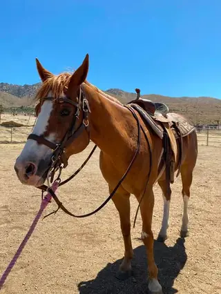 Blaze, 13 Year Old Flaxen Chestnut Paint Mare for Sale in Apple Valley, CA, photo 2 of 5