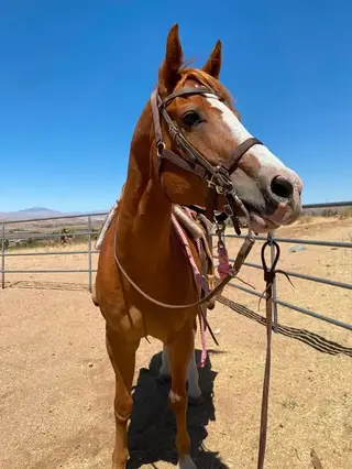 Blaze, 13 Year Old Flaxen Chestnut Paint Mare for Sale in Apple Valley, CA, photo 4 of 5