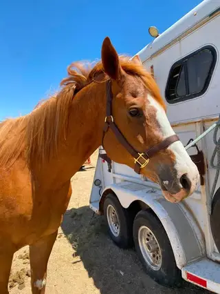 Blaze, 13 Year Old Flaxen Chestnut Paint Mare for Sale in Apple Valley, CA, photo 5 of 5