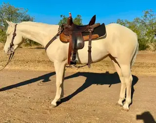 JNS Tuff Angel, 3 Year Old Dun Paint Horse Mare for Sale in Winchester, CA