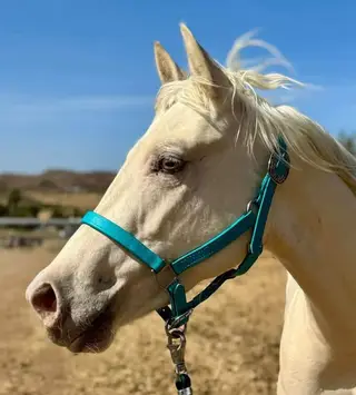 JNS Tuff Angel, 3 Year Old Dun Paint Horse Mare for Sale in Winchester, CA, photo 2 of 5