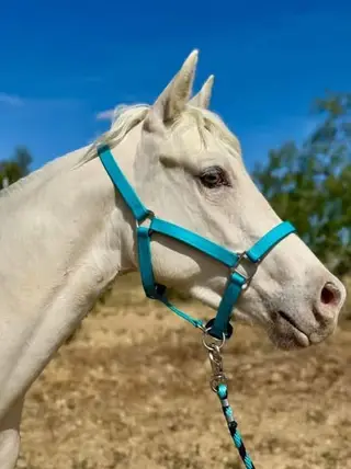 JNS Tuff Angel, 3 Year Old Dun Paint Horse Mare for Sale in Winchester, CA, photo 3 of 5