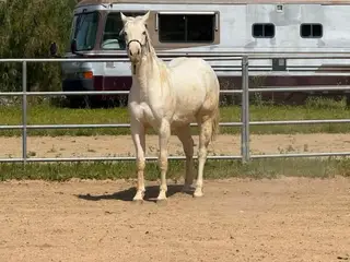 JNS Tuff Angel, 3 Year Old Dun Paint Horse Mare for Sale in Winchester, CA, photo 4 of 5