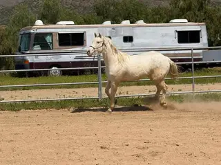 JNS Tuff Angel, 3 Year Old Dun Paint Horse Mare for Sale in Winchester, CA, photo 5 of 5