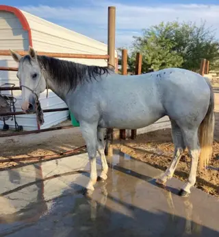 Gray Quarter Horse Mare