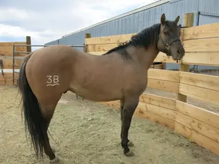 Stallion by SR MY Poco Tee J