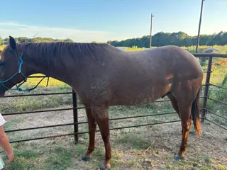 Roan Quarter Horse Gelding, 6 Year Old Roan Quarter Horse Gelding for Sale in Reno, TX