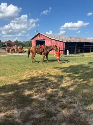 Roan Quarter Horse Gelding, 6 Year Old Roan Quarter Horse Gelding for Sale in Reno, TX, photo 2 of 2