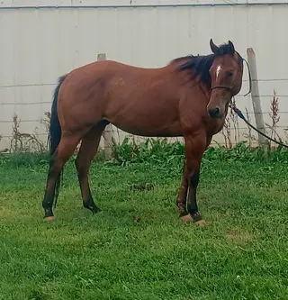 Cee Heart Gordo San, 4 Year Old Quarter Horse Gelding for Sale in Edgemont, SD