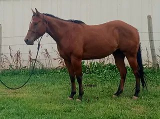 Cee Heart Gordo San, 4 Year Old Bay Quarter Horse Gelding for Sale in Edgemont, SD, photo 2 of 5