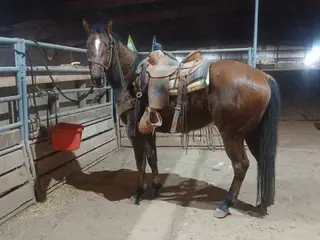 Cee Heart Gordo San, 4 Year Old Bay Quarter Horse Gelding for Sale in Edgemont, SD, photo 3 of 5