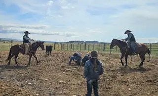 Cee Heart Gordo San, 4 Year Old Bay Quarter Horse Gelding for Sale in Edgemont, SD, photo 4 of 5