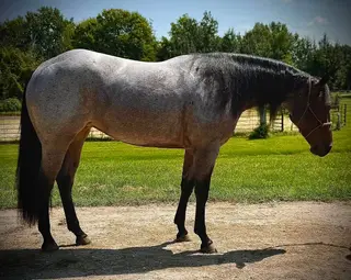 Busybeinaboonstar, 2 Year Old Bay Roan Quarter Horse Filly for Sale