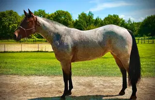 Busybeinaboonstar, 2 Year Old Bay Roan Quarter Horse Filly for Sale, photo 2 of 3