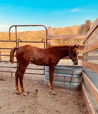Peptos Travolena, 1 Year Old Sorrel Quarter Horse Colt for Sale in The Dalles, OR