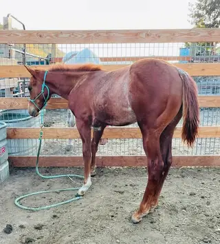 Peptos Travolena, 1 Year Old Sorrel Quarter Horse Colt for Sale in The Dalles, OR, photo 2 of 5