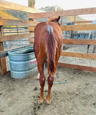 Peptos Travolena, 1 Year Old Sorrel Quarter Horse Colt for Sale in The Dalles, OR, photo 5 of 5