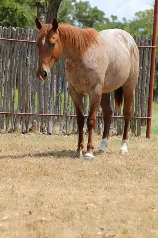 TS Reysin Lil Jingle, 2 Year Old Red Roan Quarter Horse Gelding for Sale in Weatherford, TX