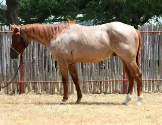 TS Reysin Lil Jingle, 2 Year Old Red Roan Quarter Horse Gelding for Sale in Weatherford, TX, photo 2 of 4