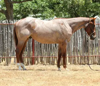 TS Reysin Lil Jingle, 2 Year Old Red Roan Quarter Horse Gelding for Sale in Weatherford, TX, photo 3 of 4