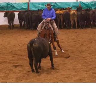 Bay Quarter Horse Gelding, 16 Year Old Bay Quarter Horse Gelding for Sale