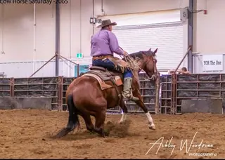 Bay Quarter Horse Gelding, 16 Year Old Bay Quarter Horse Gelding for Sale, photo 2 of 2